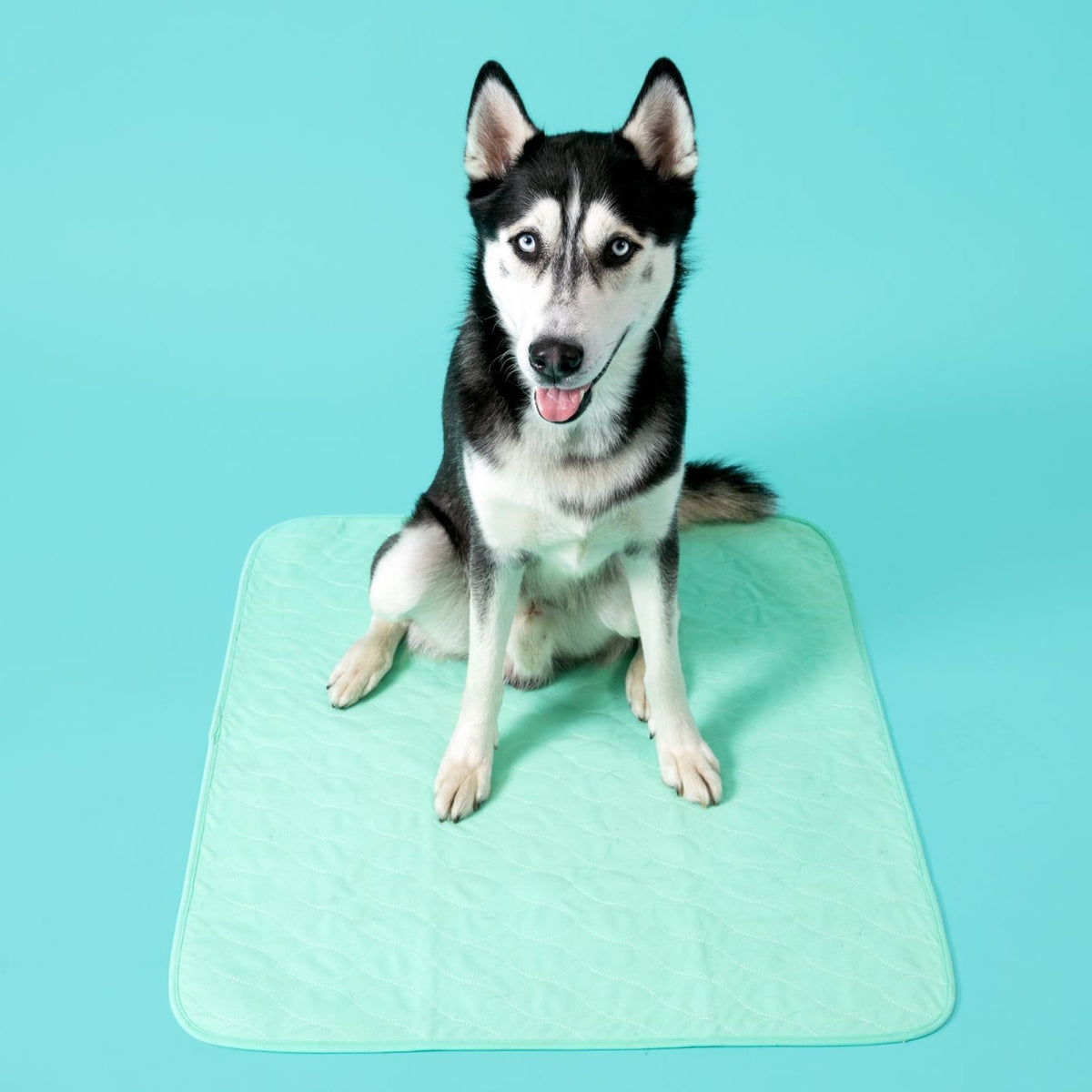Potty Buddy - Dry Guard™ Potty Pad